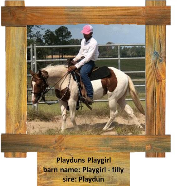 Painted Dreams Ranch Paint Horses